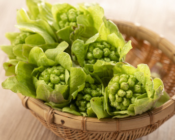 【4月中旬ごろから発送予定】北海道 直送★春のごちそう！雪の下で育った「天然の蝦夷ふきのとう」200g