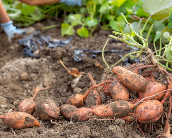 【SS～Sサイズ】ころころ安納芋２０ｋｇ(土付き：箱入)　10月以降～発送予定！　熟成期間１ヶ月超！　さつまいも！