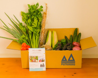 すぐ出荷『朝採れ、シャキシャキ！旬の魅力とほどよいボリューム！』農園自慢の情熱野菜セット9品目★Ｍセット