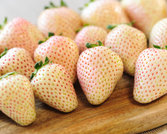 いちご王国栃木の白いちご　朝採れ『ミルキーベリー』（260ｇ×2パック）