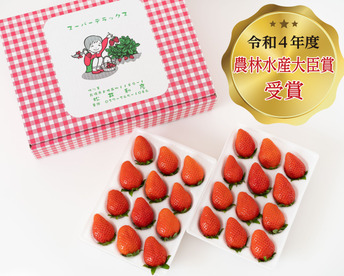 ※【重要】2月末までの発送です。ご注文日から発送まで30日以上かかる場合もある商品です！※
令和4年度 農林水産大臣賞受賞！贈答用いちご「やよいひめ」化粧箱入り × 3箱（約2.4 kg）