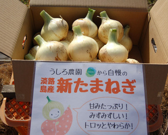 淡路島　新玉ねぎ！10ｋｇ　　みずみずしく、柔らか～い！【ひょうご安心ブランド認証】特別栽培