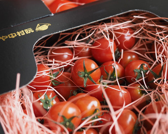 【母の日ギフト】～さくらんぼのようなミニトマト～ プチぷよ