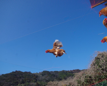 自然豊かな向津具半島・放し飼い有精卵２４個　一羽あたり六畳の超低密度飼育　自家製発酵飼料・名水百選湧水