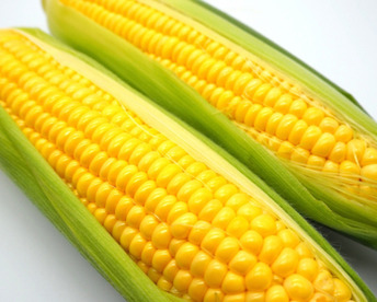 あま～い！とうもろこし　味来　２Lサイズ　6本【6月上旬～7月中旬】鏡農園