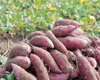 【お試し】不揃い品！五郎島金時（さつまいも）2ｋｇ