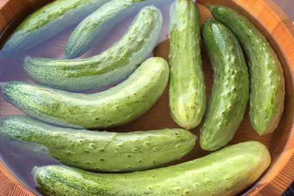 農薬化学肥料不使用栽培 会津伝統野菜余蒔きゅうり2kg 福島県産 食べチョク 農家 漁師の産直ネット通販 旬の食材を生産者直送