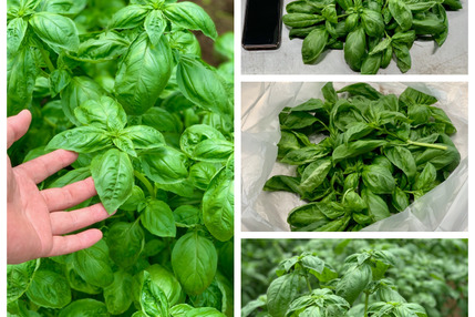 スウィートバジル １kg おうちごはん パスタ バジルソース ジェノベーゼ Pizazz ピザ 茨城県産 食べチョク 農家 漁師の産直ネット通販 旬の食材を生産者直送