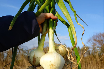 淡路島　新玉ねぎ葉付き　ネギ味噌　自然栽培固定種専門農家Awaji369farm