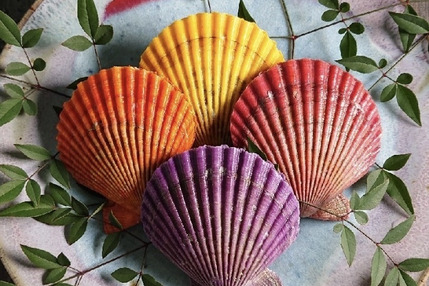 甘み濃厚さホタテ超え 食べる宝石 ヒオウギ貝 32枚 大分県産の魚介類 食べチョク 産地直送 産直 お取り寄せ通販 農家 漁師から旬の食材を直送