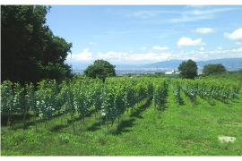 【2020年産 2本セット】長野県産白ワイン　レスポワール　ソーヴィニヨンブラン2020  ちょっぴりお得な2本セット