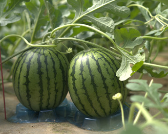 2026‼【G.W】小玉スイカ1玉入1箱