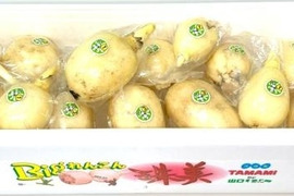 茨城県産愛情たっぷり！！うめぇ～レンコン１～３節お試しセット　4kg真空☆彡