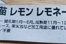 レモン、レモネード5個