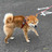 コロタファーム さんのサムネイル