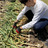 THE BLUE FARM さんのサムネイル