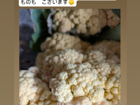 （８個）オレンジカリフラワー