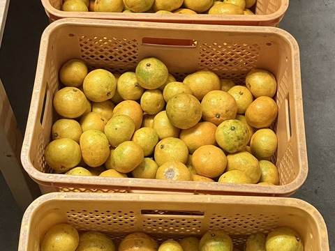 鹿児島県産「青島温州みかん」箱込み5kg