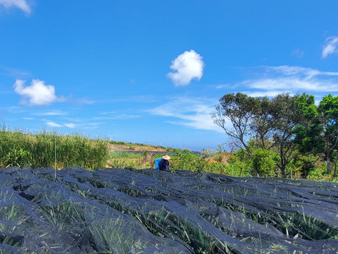 パインの最高峰🍍ジューシーで極上の甘さ！沖縄県産『ゴールドバレル』（大玉）2.0kg~  1玉