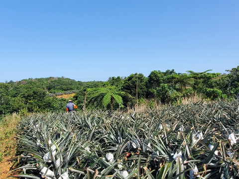 パインの最高峰🍍ジューシーで極上の甘さ！沖縄県産『ゴールドバレル』（大玉）2.0kg~  1玉