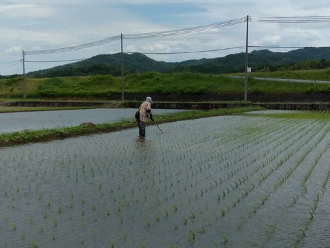 【令和6年産】【新米】艶やかな「きぬむすめ」玄米　5キロ