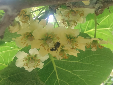 大阪産キウイ（香緑）
みつばちさんのキウイフルーツ
未追熟　２kg　Mサイズ　25〜33個位
完熟剤ひと袋付き
美容と健康にダブルサポート💡