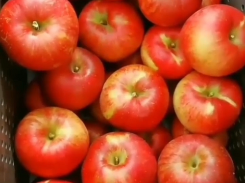 【夏あかり２ｋｇ】甘くて硬い味の濃い、日保ちする夏りんご。皮ごと食べられ、キャンプや夏山登山のおやつに最適！