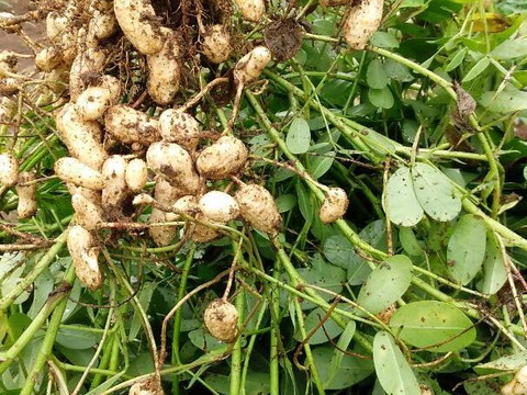 生落花生おおまさり🥜お試し500g 止まらない美味しさ 50分塩茹でしてお
