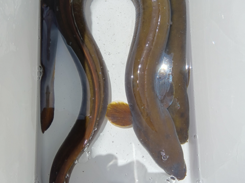 徳島　海部川産　特大！天然鰻　910g(水揚げ時 )−60℃急速凍結