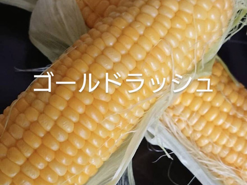 甘みの宝庫ゴールドラッシュ🌽【朝採り即出荷】６本（2.5㎏）甘熟後順次発送いたします