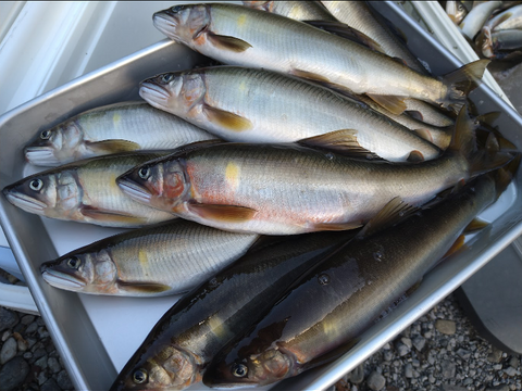 全国利き鮎会2024準グランプリ天然鮎使用！　一夜干し　400g 7〜14尾　※冷蔵発送　徳島海部川産「波乗り鮎」