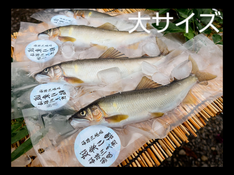 ★予約品★天然鮎20cm以上！600g 全国利き鮎会準グランプリ！海部川産 −60℃急速凍結