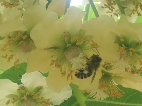 大阪産キウイ（ゴールドキウイ）
みつばちさんキウイフルーツ
未追熟　２kg　Mサイズ　15〜20個位　@100〜135ｇ／個　
完熟剤ひと袋付
美容と健康にダブルサポート💡