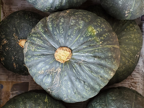 五島列島の元気なかぼちゃ！ あま～いホクホクくり大将 ５kg