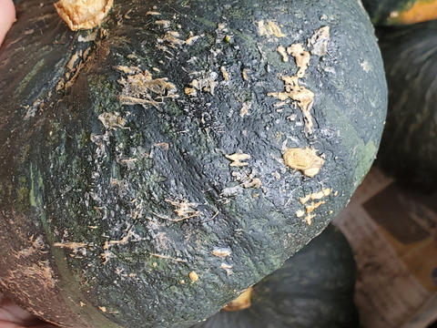 五島列島の元気なかぼちゃ！ あま～いホクホクくり大将 ５kg