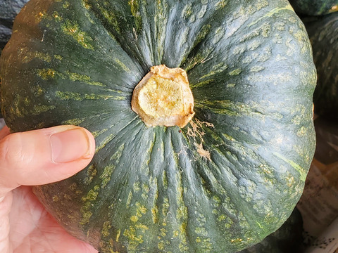 五島列島の元気なかぼちゃ！ あま～いホクホクくり大将 ５kg