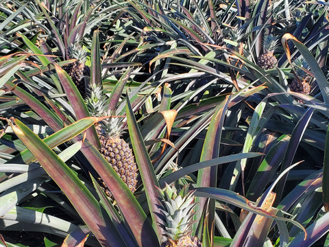 パインの最高峰🍍ジューシーで極上の甘さ！沖縄県産『ゴールドバレル』（大玉）2.0kg~  1玉