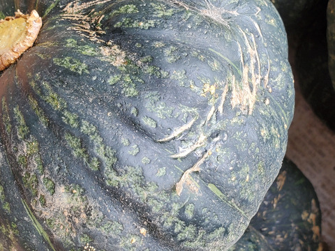 五島列島の元気なかぼちゃ！ あま～いホクホクくり大将 ５kg