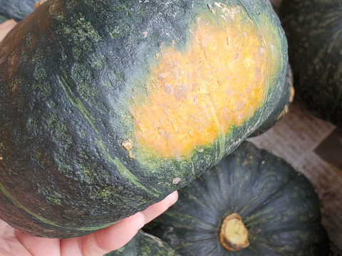 五島列島の元気なかぼちゃ！ あま～いホクホクくり大将 ５kg