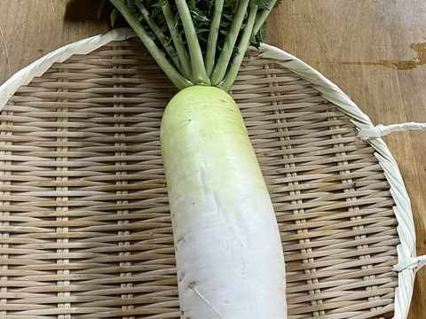 【定期便3ヶ月/旬で新鮮！】淡路島からお届けする新鮮野菜セット Mサイズ（9〜10品入り）の定期便