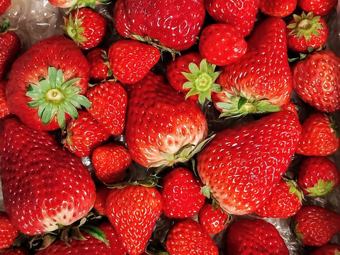 【12月10日までセール価格】MIXいちご "紅ほっぺ" 1kg 『バラ詰め』"販売中"