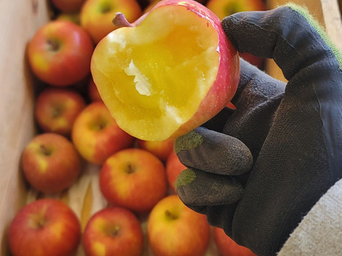 キセキの蜜入りりんご 家庭用・贈答用　こうとく2.5キロ〜3キロ