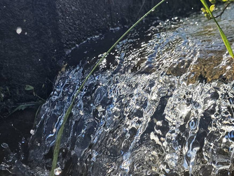 【令和７年度新米※玄米発送※】《ひとめぼれ》予約販売　１０kg×１袋