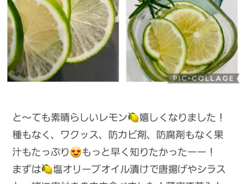 箱込約1㌔×2セット　種なしレモンとマイヤーレモン食べくらべ　（種なしレモン箱込約1㌔　マイヤーレモン箱込約1㌔の食べくらべセット）