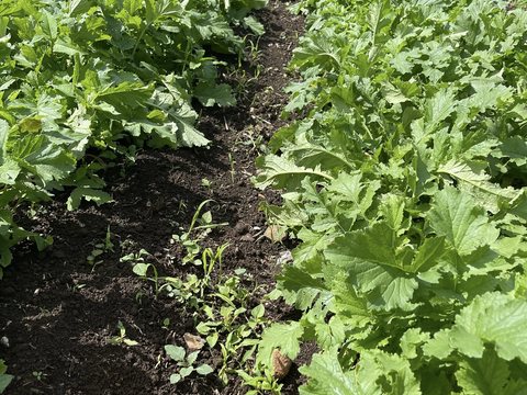 【超人気！】大野ヶ原大根と大野ヶ原キャベツセット　大根はLサイズ3本　キャベツはLサイズ3玉　大根は葉は半分カットします。