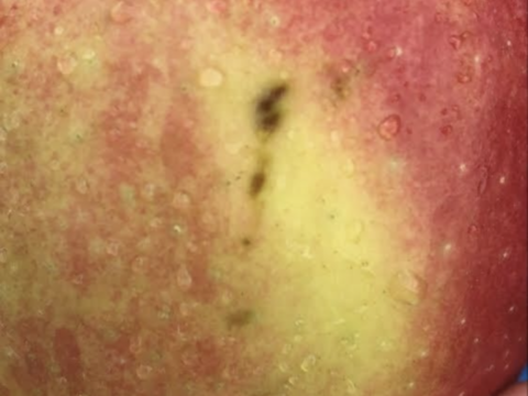 一度食べたらクセになる　木村農園の葉とらずスイート　3kg