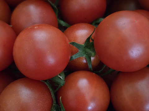 【リピート率97％！】離島育ちの甘いミディトマト『あま壱岐』1kg　アイメック農法と豊かな自然で育まれた自慢のトマトをぜひお試しください！地元スーパーの大人気商品です