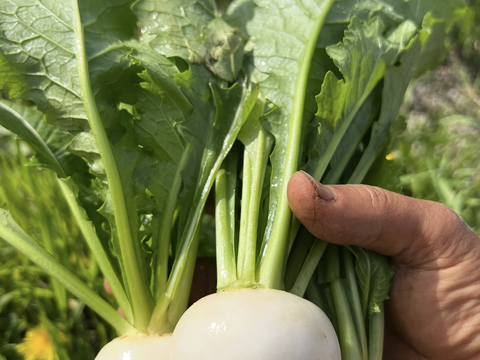 【新鮮！】野菜サラダセットと春の野菜たち （標準サイズ）