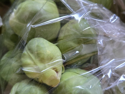 旨みと甘味がギュッと詰まった芽キャベツ（100g x 5袋）【静岡県磐田市産】