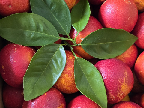 【ジュース用】ブラッドオレンジ   約5kg